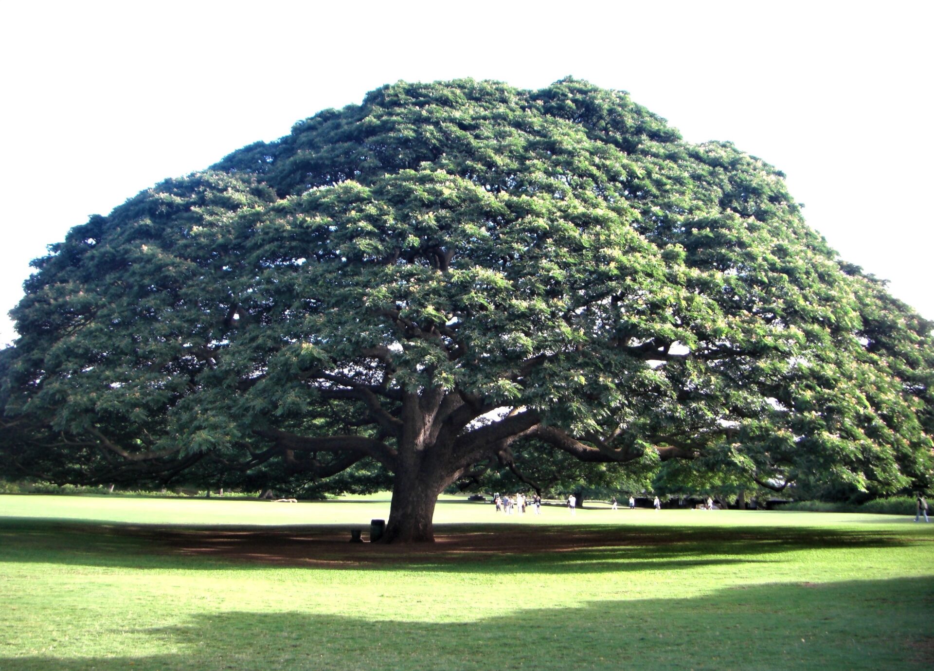 樹齢110年越えのモンキーポットの木、ハリケーン・ドラでまっぷたつ